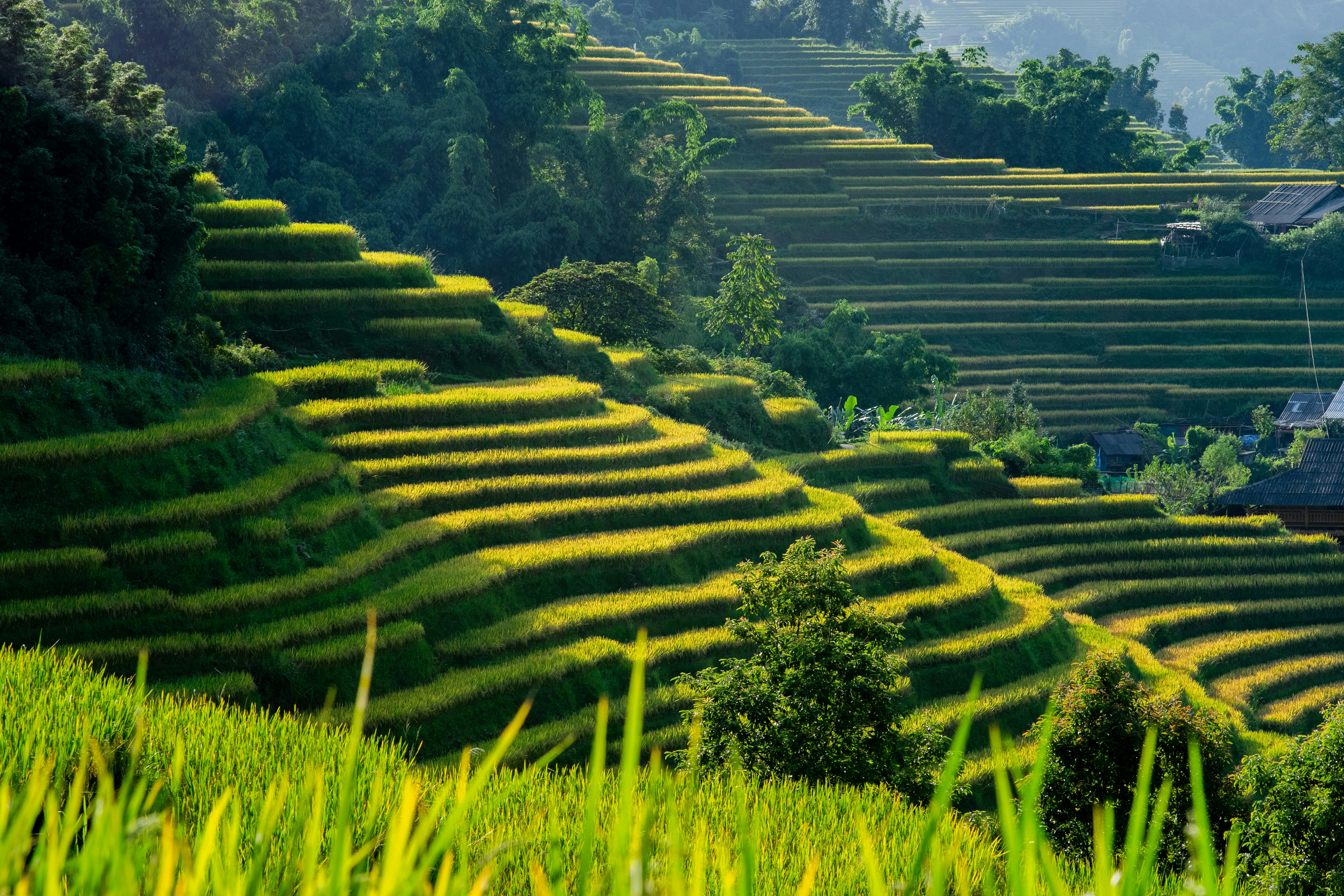 Sapa